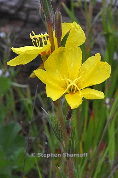 oenothera elata ssp hookeri 9 graphic